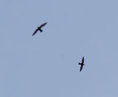 Streptoprocne semicollaris