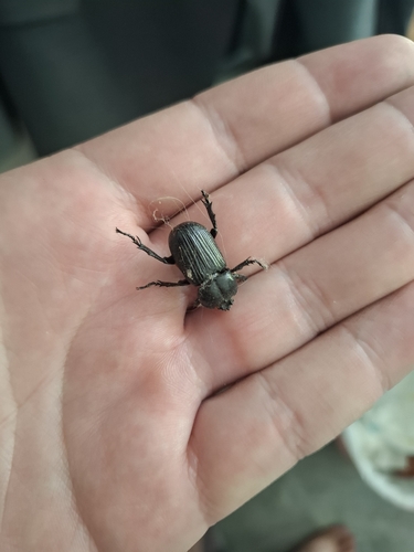 Phileurus valgus