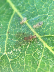 Ectopsocus californicus