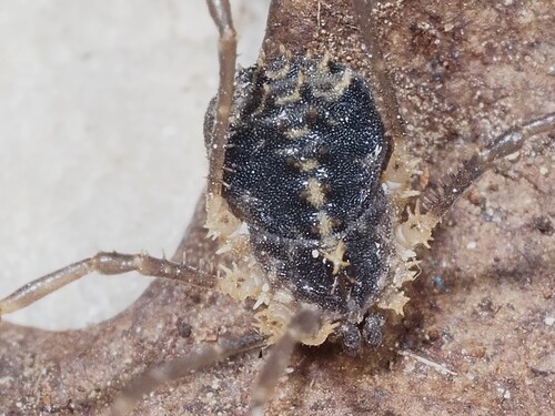 Astrobunus helleri