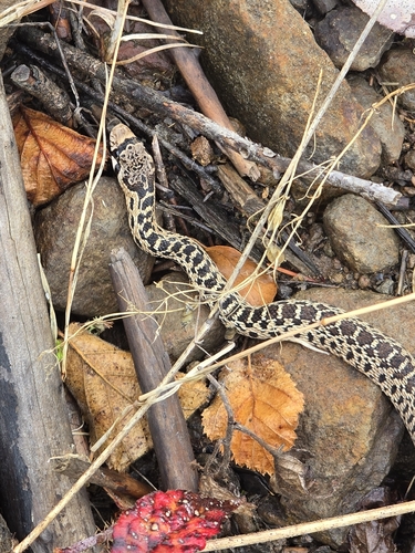 Pacific Gopher Snake