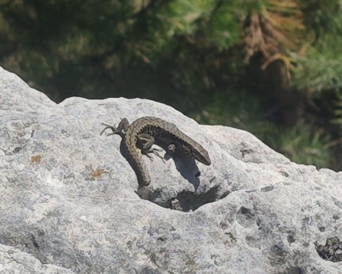 Common Wall Lizard