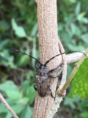 Neodillonia albisparsa