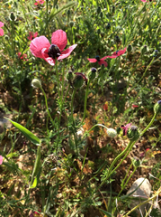 Papaver hybridum