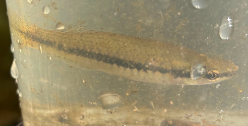 Blackstripe Topminnow