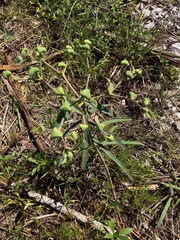 Euphorbia floridana