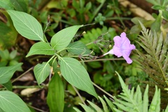 Ruellia breedlovei
