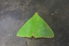 Eulepidotis holoclera