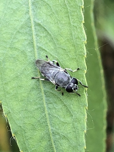 iNaturalist observation photo of Pale-haired Pegleg