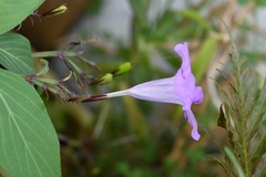Ruellia breedlovei