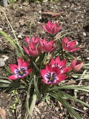 Tulipa humilis