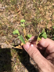 Euphorbia floridana