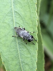 Myolepta