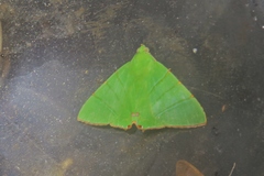 Eulepidotis holoclera