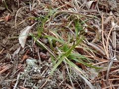Carex concinna