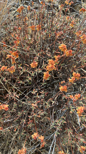 Eriogonum sphaerocephalum, photograph 1