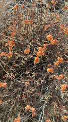 Eriogonum sphaerocephalum
