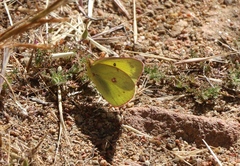 Colias harfordii