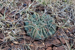 Ferocactus macrodiscus macrodiscus