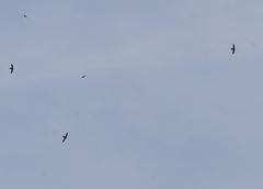 Streptoprocne semicollaris