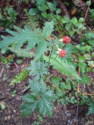 Cutleaf Blackberry