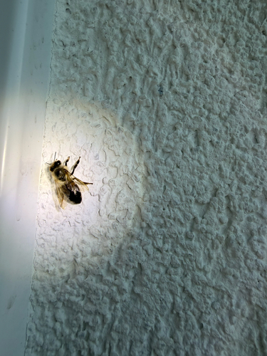Western Honey Bee