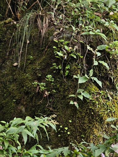 Liparis pauliana