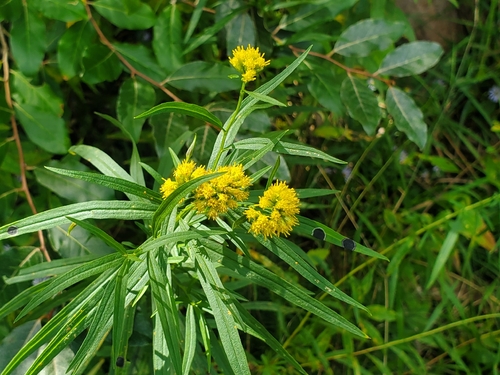 flat-topped goldenrod