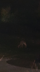 Odocoileus virginianus