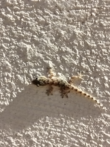 Moorish Gecko