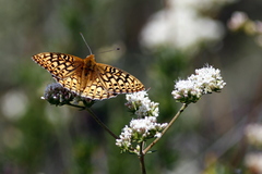 Speyeria callippe comstocki