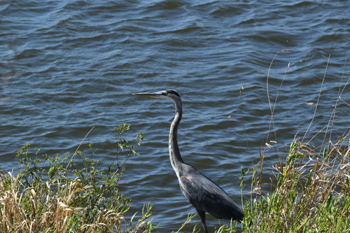Great Blue Heron