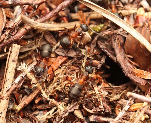 Formica uralensis