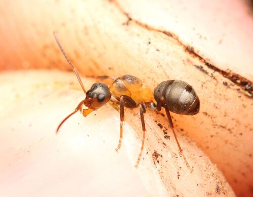Blood-red Field Ant