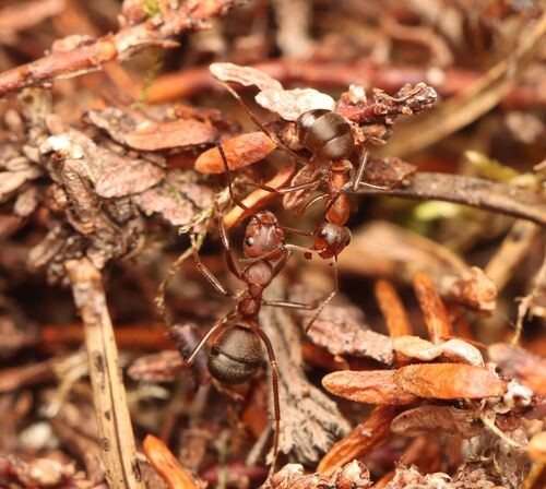 Formica truncorum
