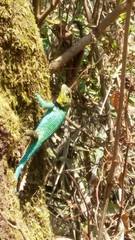 Sceloporus smaragdinus