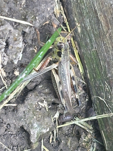 Red-legged Grasshopper