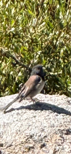 iNaturalist observation photo of Dark-eyed Junco