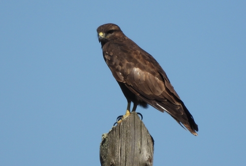 Common Buzzard