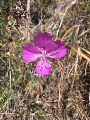 Clarkia bottae