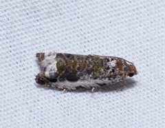 Proteoteras naracana
