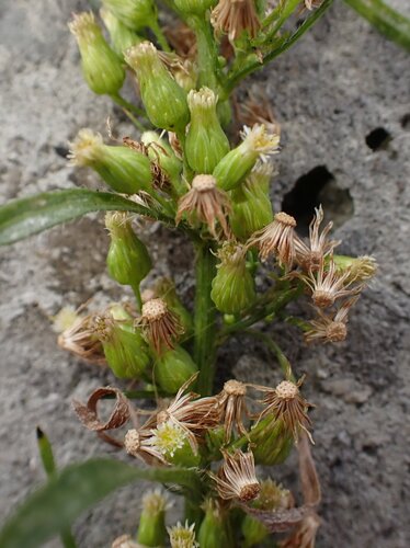 Erigeron floribundus, photograph 2