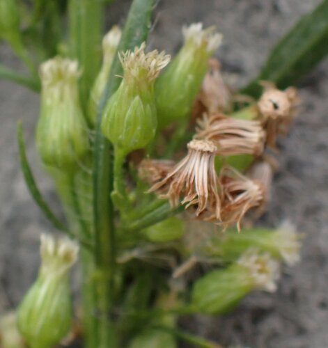 Erigeron floribundus, photograph 5