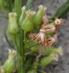 Erigeron floribundus, photograph (c) Jon Mortin, some rights reserved (CC BY)
