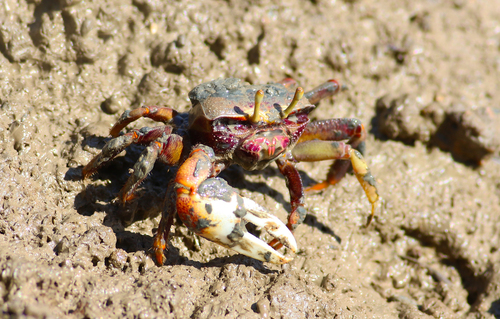 West African Fiddler Crab