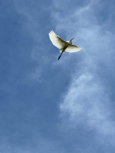 Great Egret