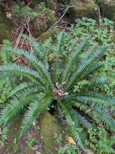 northern holly fern