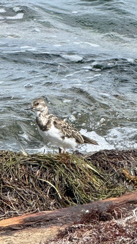 Ruddy Turnstone
