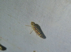 Apogonalia stalii