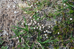 Cassiope lycopodioides